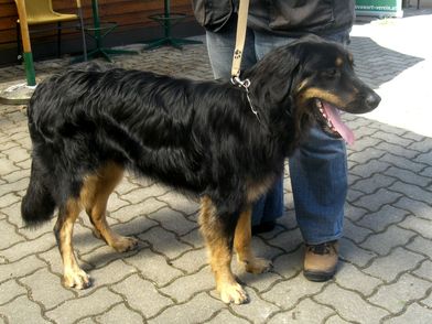 Cilli